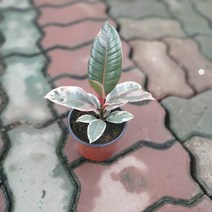 인기추천상품 수채화고무나무 소품 10~30cm 42