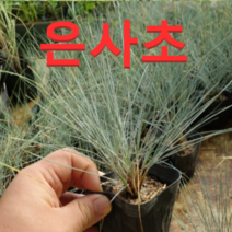 (D소망)신품종그라스(은사초)모종(포트) 10개