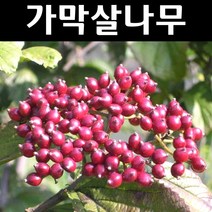 가막살나무 키120cm 1개/나무 묘목/꽃나무/정원수/공원수