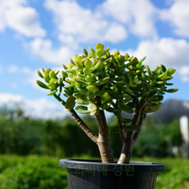 도희씨네 정원>> 재물운을 불러 들이는 미니염좌 염자110, 1개” class=”wr-img”></a></div></p></div></p></div></p></div><div class=