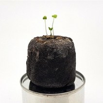 기타 지피팰릿식물모종키우기패랭이꽃2P
