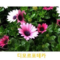초화식물/야생화 디모르포테카 갈색플라스틱모종 4개(L0060)