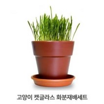 고양이풀 1P 화분세트 귀리씨앗 캣그라스 키우기 캣닢화분 캣그라스화분 캣닢플랜터 반려묘식물 고양이캣닢화분, 1개