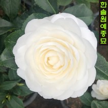 겹꽃동백나무 백동백, 02 겹동백(블랙로즈, 빨간꽃) 7치화분, 1개
