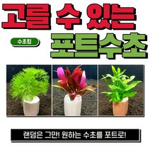 (수초킹) 내가 직접 고를 수 있는 포트수초 / 구피 물고기 새우 초보, 9.페레니스 다이아몬드
