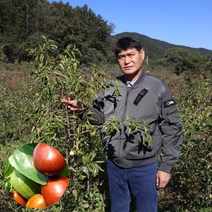 대추나무 묘목 접목 1년생 뿌리2년 사과대추 왕대추 복조 유실수 과실수, 왕대추나무, 중묘