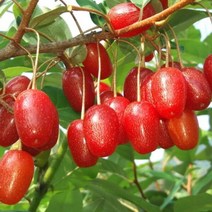 왕보리수나무 왕보리수 4년생 결실주, 미소코리아 본상품선택