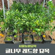 서울농원묘목/귤나무 레드향나무 묘목 신품종 결실주4년생 화분묘 상큼한과일