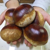 밤나무 묘목 / 무장 (대과종) 현존하는 밤중에 최대크기 최고의맛 / 접1년생 FT64-0