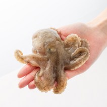 맛수러움 안면도 생물 활 쭈꾸미 주꾸미 제철 알쭈꾸미 1kg, 1개, (산소포장)생물쭈꾸미 1kg