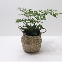 해피트리 행복수 해초바구니 실내공기정화식물 77123EA