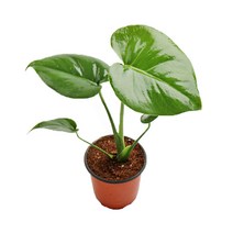 갑조네 몬스테라 생화 델리시오사 실내 공기정화식물 수경 식물, 몬스테라(소), 1개