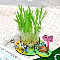 초등 식물 관찰 새싹 밀보리 키트 키우기+관찰일지 5인 어린이집 꾸미기 사회성 끈기, 1개, 2.보리