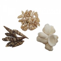 자연물_조개류_미니소라_500g, 단품, 단품