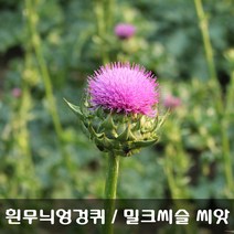 [해피플라워] 서양 흰무늬엉겅퀴 밀크씨슬 씨앗 300립 / 봄 파종 서양엉겅퀴 종자