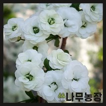 (나무농장) 장미조팝 7치 화분