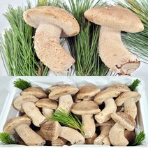착한송이 영양 무농약 송이버섯 표고버섯이 만난 500g, 상품 500g