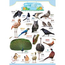 시멘토 학습벽보 학습앱 새도감