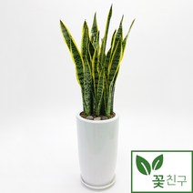 꽃친구 산세베리아 사기분 중형 대형 실내 거실 사무실 개업화분 축하화분 승진 집들이 선물 전국 당일배송