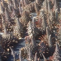 생와송/건와송 판매, 생와송 5kg