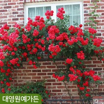유럽 사계줄장미 20종 덩굴장미 2~3지 독일장미, 27. 독일장미 - 자스미나