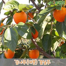 착한가격 나무생각 / 감나무 / 대봉 / R4 / 결실주, 1개