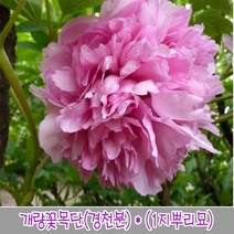 충주원예조경 개량꽃목단(경천분) (1지뿌리묘), 주