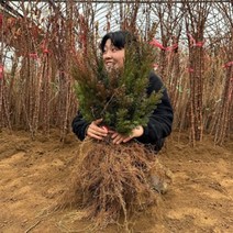 주목나무 묘목 실생3년 실생4년, 주목나무 실생4년 10주묶음