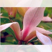 목련 비르기타 오로라 보라 접목 1년 묘목 관상수 공원수