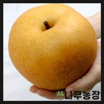 (나무농장) 배나무 신고 접목1년 묘목