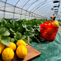 성주 용암 꿀 고당도 참외 가정용 정품 3kg 5kg 미니 못난이, 못난이 혼합 3kg(개별포장), 1개