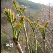 포천매화동농장 꽃씨앗 두릅 참두릅 약초씨앗 종자씨앗 야생화 씨앗모음