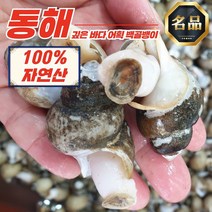 자연산 동해안 흑골뱅이 1kg (50-80미) 제철 골뱅이탕 무침 을지로 술안주베스트 밀키트, 활 백골뱅이 1kg 대 (15-25미)