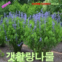 팝플라워 밥티시아 (Baptisia 갯활량나물) 씨앗 10립, 1개