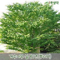 착한가격나무생각 가시오갈피 실생2년(1등묘)10주묶음