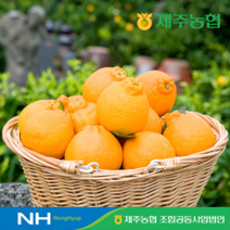 귤로장생 제주 한라봉 4kg1박스