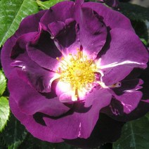 유럽장미묘목/덩굴장미/사계장미/랩소디 인 블루 (Rhapsody in blue)