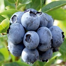 블루베리나무 보너스 6치포트 특대과 세종식물원