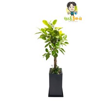 뱅갈고무나무 관엽 집들이 개업 승진 축하화분 인테리어화분, 관엽 - 뱅갈고무나무(실속형), 서울특별시/광역시/경기구단위 (배송비X)