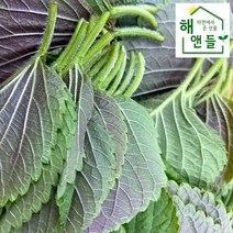 산지직송 당일수확 깻잎 1kg 2kg 묶음 경남 밀양, 깻잎 1kg 20매단위 25묶음(약 500매)