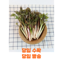 당일수확 국내산 두릅 눈꽃 땅두릅 300g 1kg봄나물 강원도 산지직송, 눈꽃 땅두릅 1kg