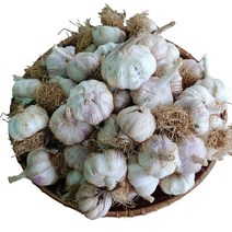 22년 서산 황토 통마늘 1kg/ 3kg/ 5kg 단단하고 향이 좋은 서산마늘, 서산 통마늘 1kg