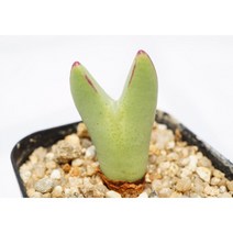 [빌로붐 피카츄 0703] 홈가드닝 분재 선인장 키우기쉬운 아프리카 다육이 공기정화 특이한 귀여운 예쁜 희귀한 인테리어 생일 소형 작은 개업선물 리톱스 코노피튬 식물