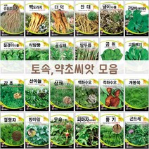주주씨앗 토속 약초씨앗 도라지 더덕 잔대 냉이나물 고들빼기 산마늘 백하수오 황기 곤드레 취나물 개똥쑥 감초 식방풍 결명자, 11. 땅두릅 100립
