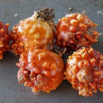 봄의 전도사 통영멍게 1kg 깐멍게, 햇 멍게 1kg