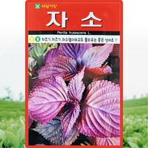 자소씨앗 1000립 산야초 자소엽 차조기 씨 종자, 1개