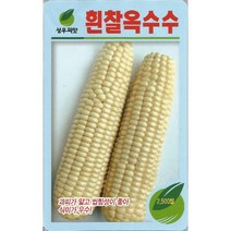 흰찰옥수수씨앗 2500립/찰옥수수종자