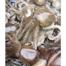 산지직송 남해안 활 쭈꾸미 1kg, 1개