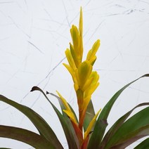 도희씨네 정원>> 노랑색 잉꼬 아나나스 비젼 130″ class=”wr-img”></a></div>
</div>
</div>
</div>
<div class=