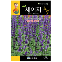 세이지 씨앗 20립 / 꽃씨 키우기 화단가꾸기
